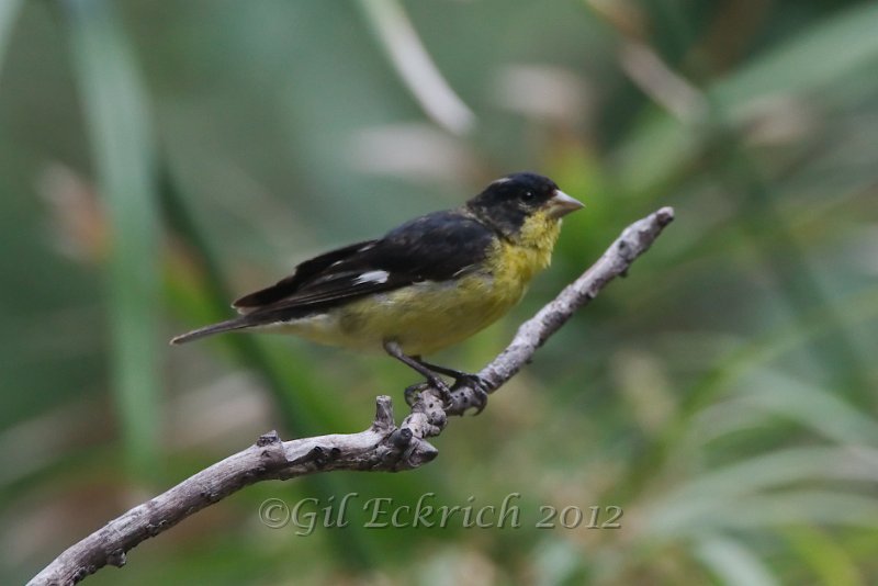 Lesser Goldfinch 2012-05-05.jpg